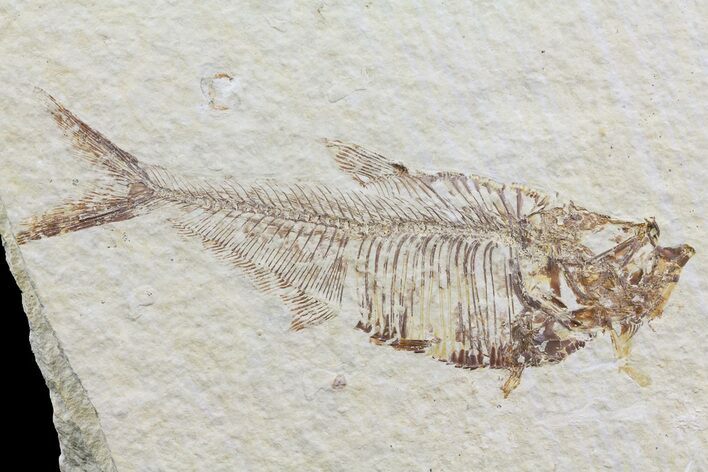 Diplomystus Fossil Fish - Wyoming #74100
